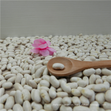 Wholesale supply China natural plant pure baishake white kidney bean canned food bean /Alubia/ vanilla beans